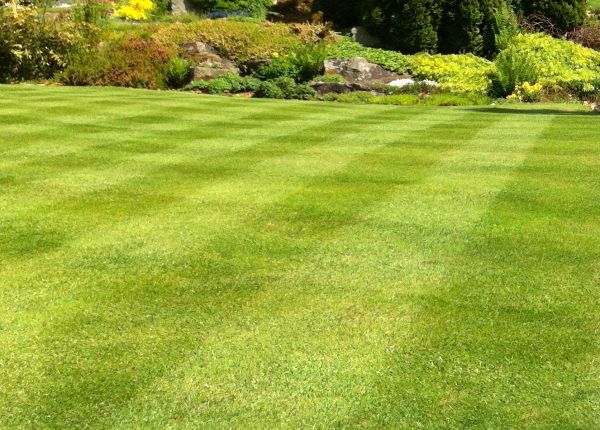 Commercial Grass Cutting in Rogers