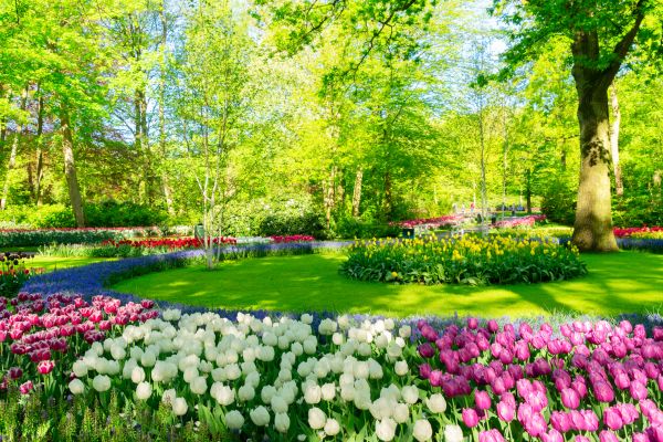 Spring Lawn Care in Rogers