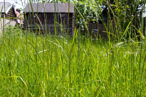 Overgrown Lawn Trimming in Rogers