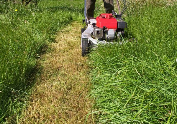Leaf Mowing in Rogers