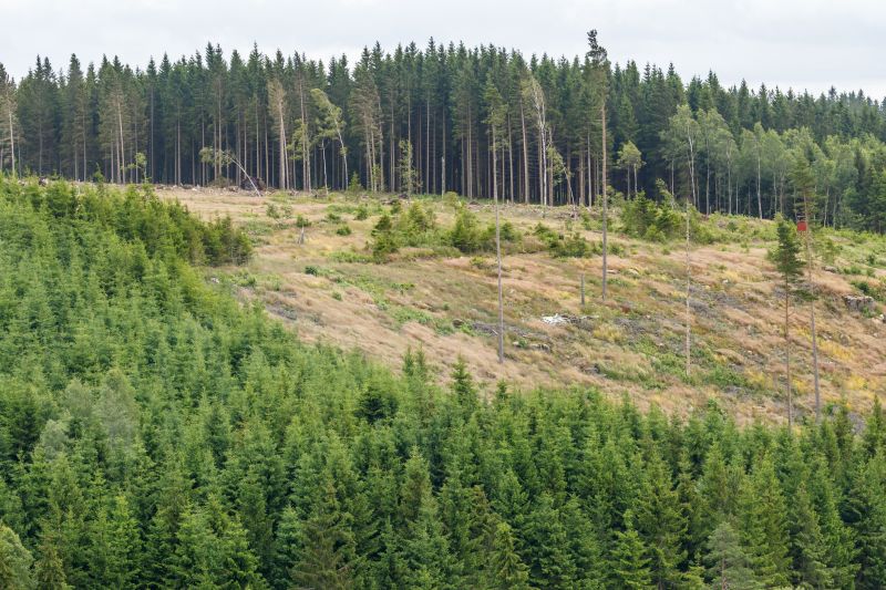 Hillside Weed Eating