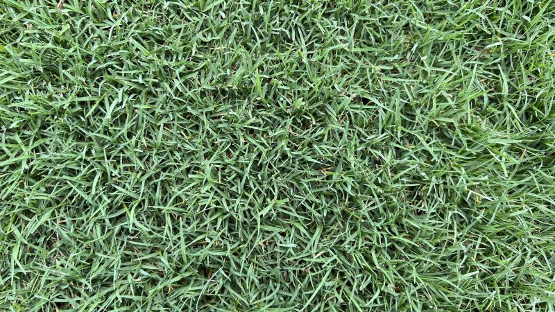 Different Grass Types